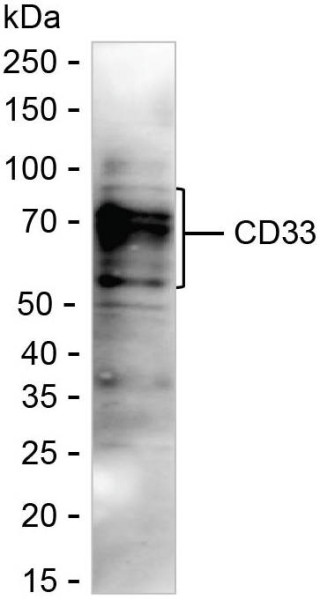 Anti-CD33