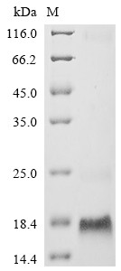 Metallothionein-3 (Mt3), mouse, recombinant