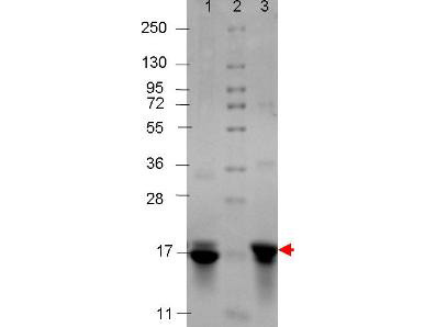 Interleukin-3, human recombinant (rHuIL-3)