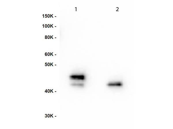 Anti-phospho-MEK1 (Ser222)/phospho-MEK2 Ser226), clone 17C9.E1.H2.D7.H7.D5
