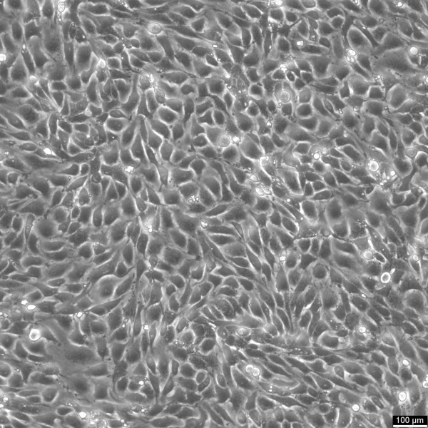 MS1 Cells