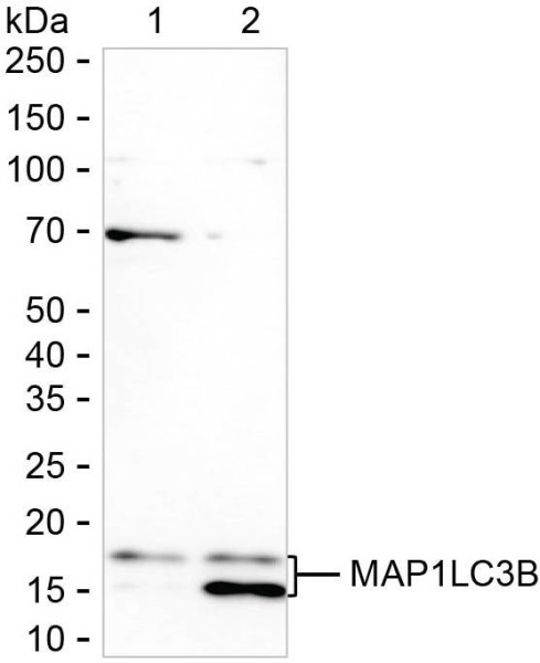 Anti-MAP1LC3B (recombinant antibody)
