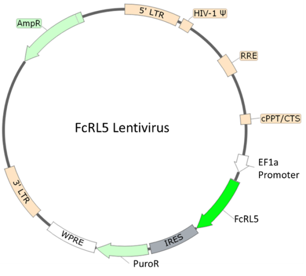FcRL5 Lentivirus
