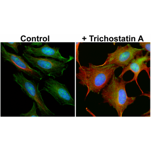 Anti-Acetyl-alpha-Tubulin (Lys40), Rabbit Monoclonal (RM318)