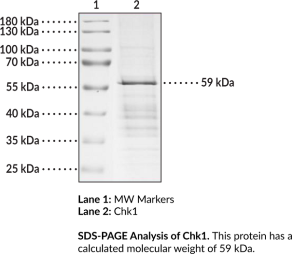 Chk1 (human, recombinant)
