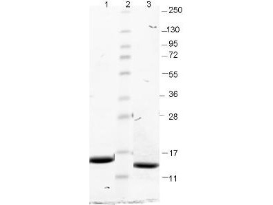 Granulocyte Macrophage-Colony Stimulating Factor (GM-CSF), mouse recombinant (rmGM-CSF)