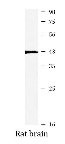 Anti-Caspase 11