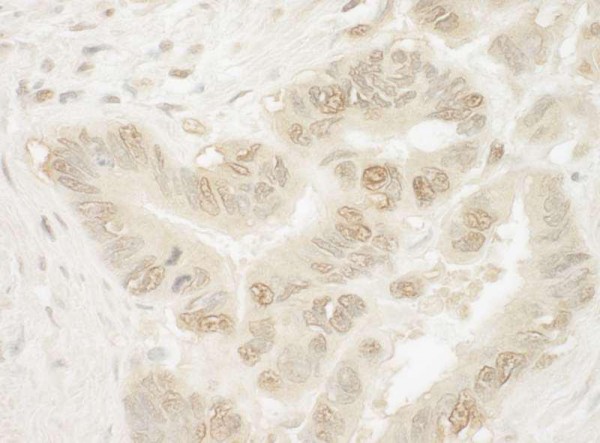 Anti-Pygo1 (IHC)