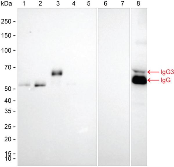 Anti-Human IgG3 Magnetic Beads