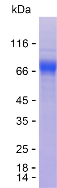 Recombinant Human CHST15 Protein