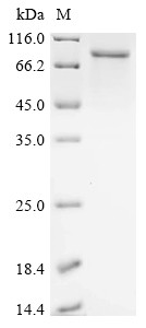Lactotransferrin (LTF), recombinant human
