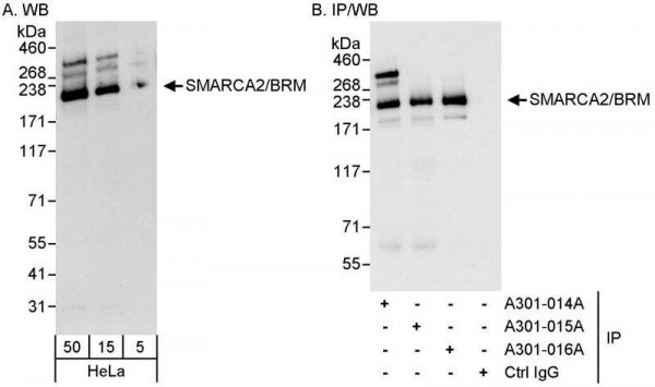 Anti-SMARCA2/BRM