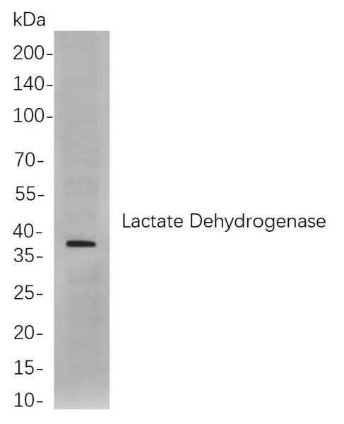 Anti-Recombinant Lactate Dehydrogenase, clone 1F8