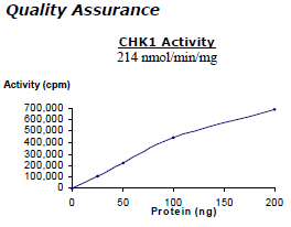 CHK1, active human recombinant protein