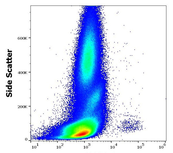 Anti-CD34 (PE), clone 581