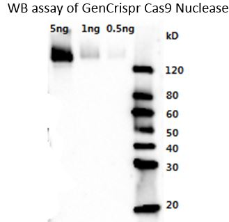 GenCrispr Cas9 Antibody, pAb, Rabbit