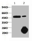 Anti-CASP9 Monoclonal