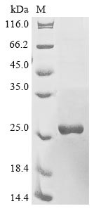 Interleukin-10 receptor subunit alpha (IL10RA), partial, human, recombinant