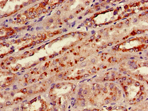 Anti-KNG1, Biotin conjugated