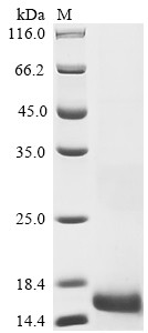 Bone morphogenetic protein 15 (BMP15), human, recombinant
