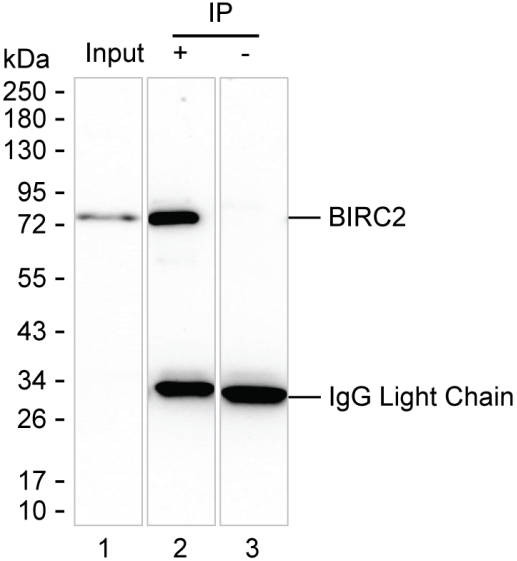 Anti-BIRC2