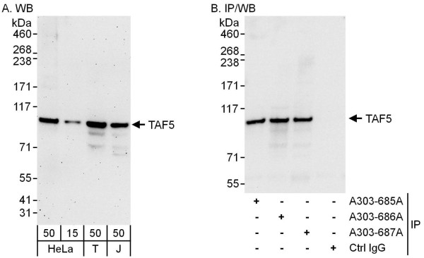 Anti-TAF5