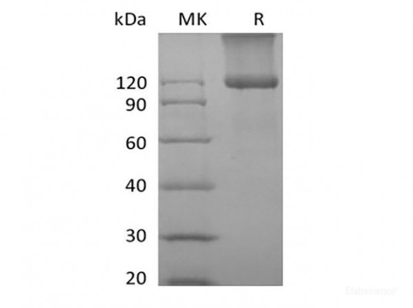 TGFBR3 (C-6His) (recombinant mouse)