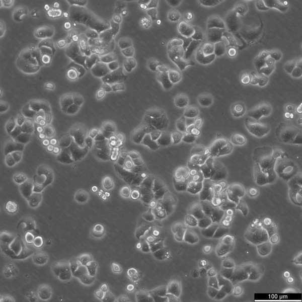 NCI-H1437 Cells
