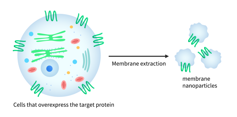 Membran-Nanopartikel