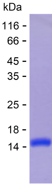 Recombinant Human HPN Protein