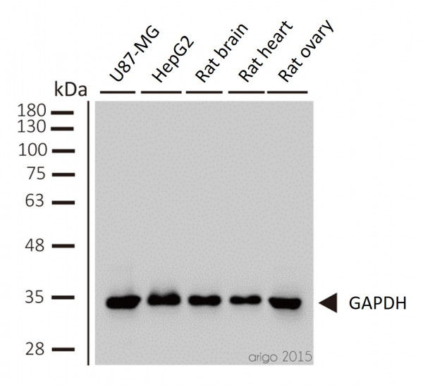 Anti-GAPDH, clone 6C5