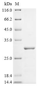 Stathmin-2 (Stmn2), rat, recombinant