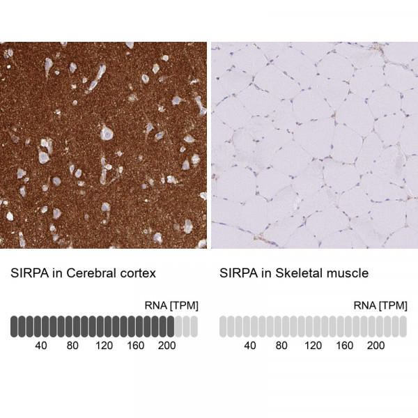 Anti-SIRPA