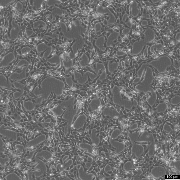HSC-T6 Cells