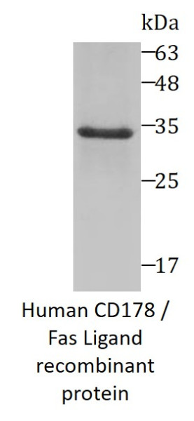 Human CD178 / Fas Ligand recombinant protein (Active) (His-SUMO tagged)
