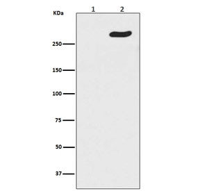 Anti-POLR2A / RNA polymerase II subunit RPB1 / Phosphorylated Serine 5, clone ABCE-16