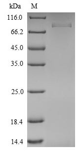 Isthmin-1 (Ism1), mouse, recombinant