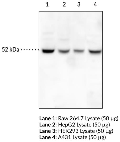 Anti-Beclin 1 (Clone 5F7)