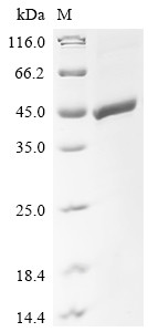 Zona pellucida sperm-binding protein 3 (Zp3), mouse, recombinant