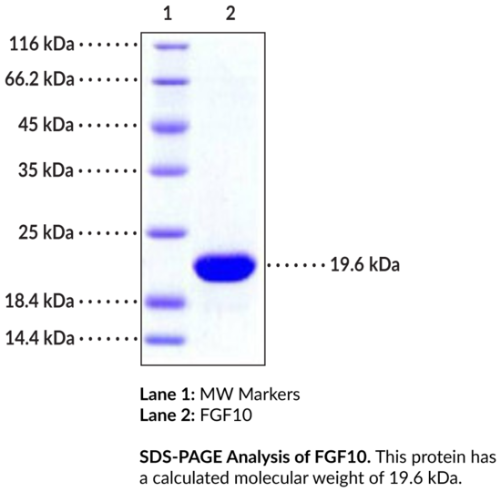 FGF10 (human, recombinant)