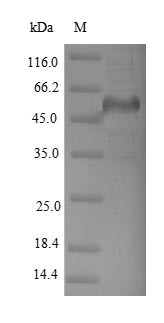 Dihydropyrimidinase-related protein 2 (DPYSL2), human, recombinant