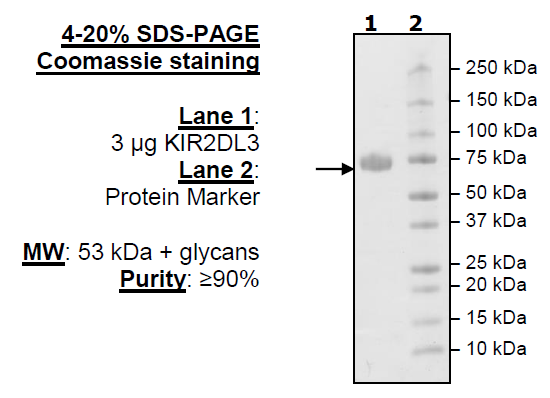 KIR2DL3, Fc fusion, Avi-Tag(TM)