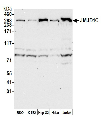 Anti-JMJD1C