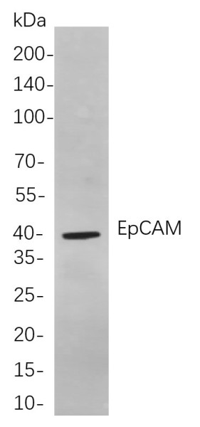 Anti-Recombinant EpCAM, clone 12B5