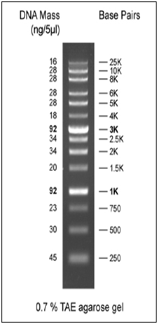 Biomol DNA Ladder extended Range, ready-to-use