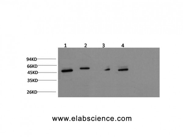 Anti-gamma Tubulin, clone 3E4