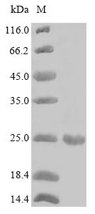 Major pollen allergen Aln g 1, Alnus glutinosa, recombinant