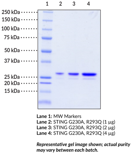 STING AQ variant (human, recombinant)