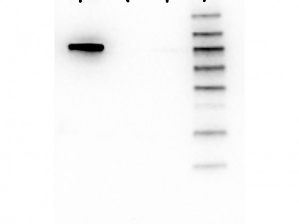 Anti-AKT1 Fluorescein Conjugated, clone 5E5.F5.D7