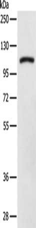 Anti-DDX58
